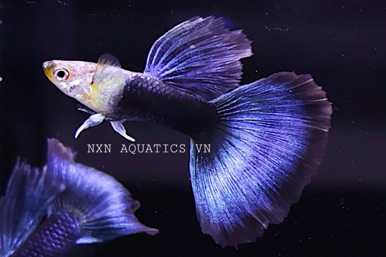 HB BLUE GUPPY
