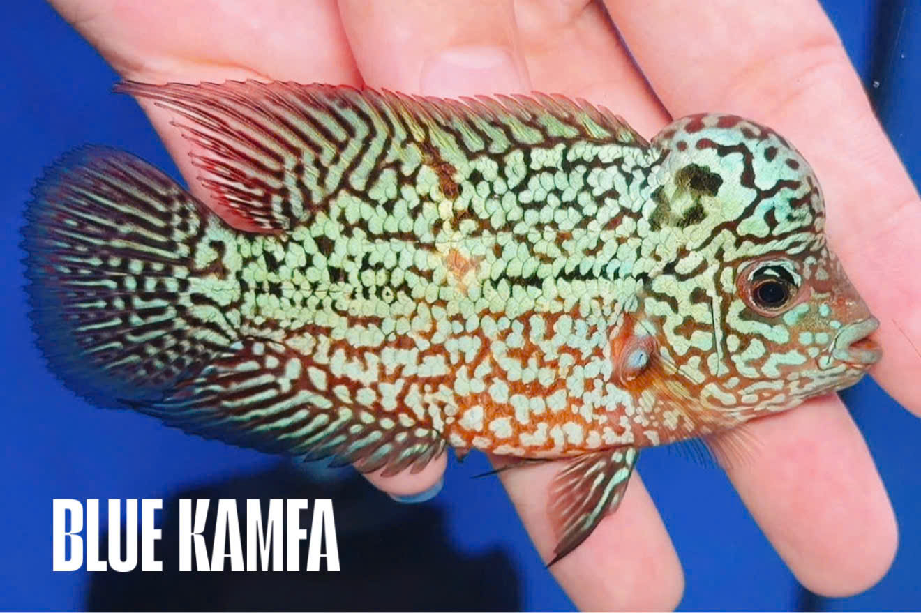 BLUE KAMFA FLOWERHORN