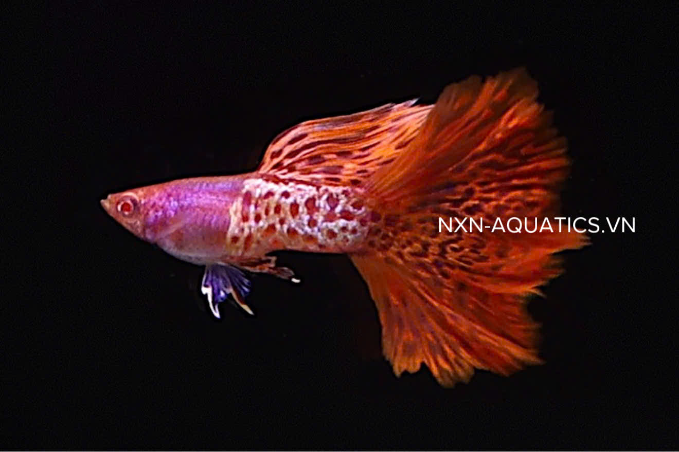 GUPPY FISH