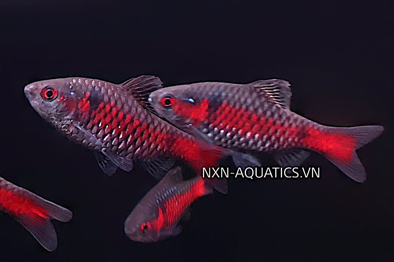 BARB FISH