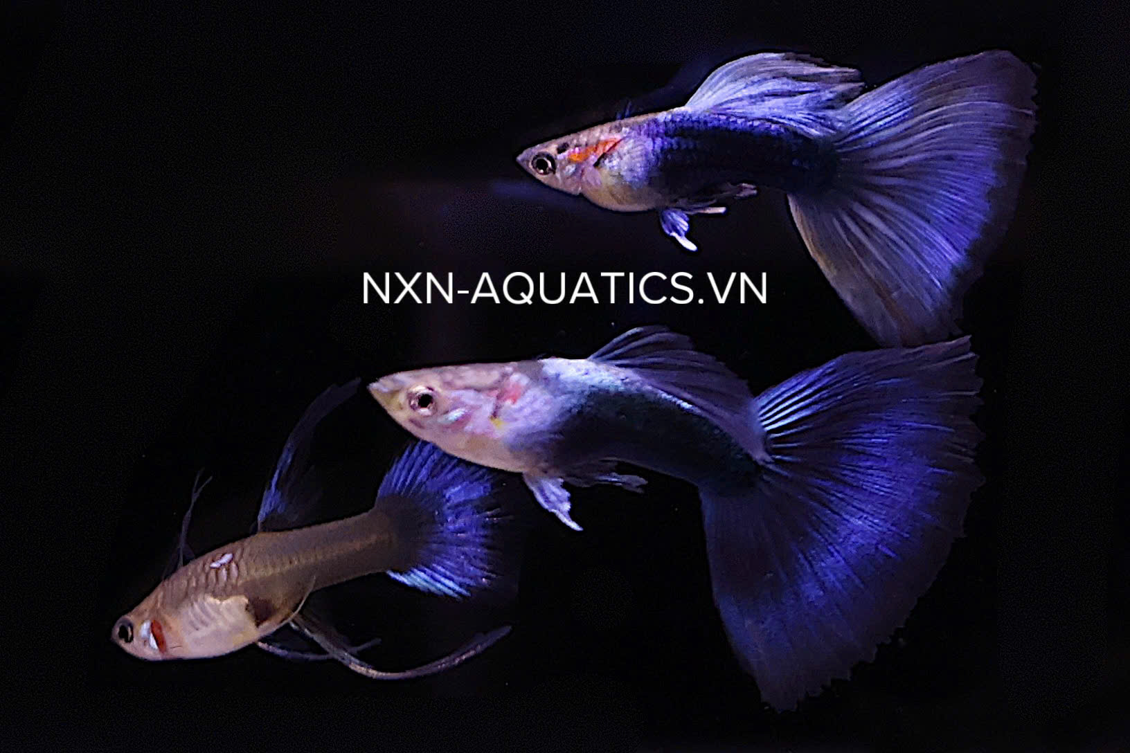 HB BLUE RIBBON FIN C GUPPY