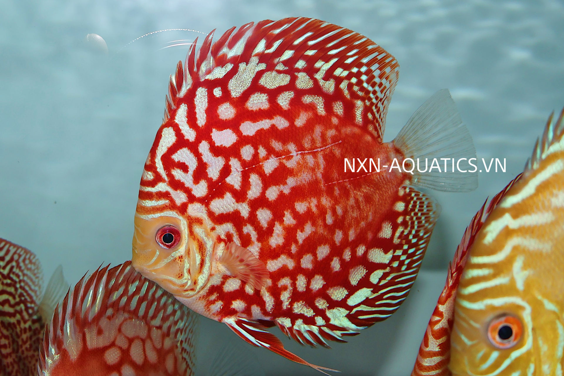RED PANDA DISCUS - GRADE A