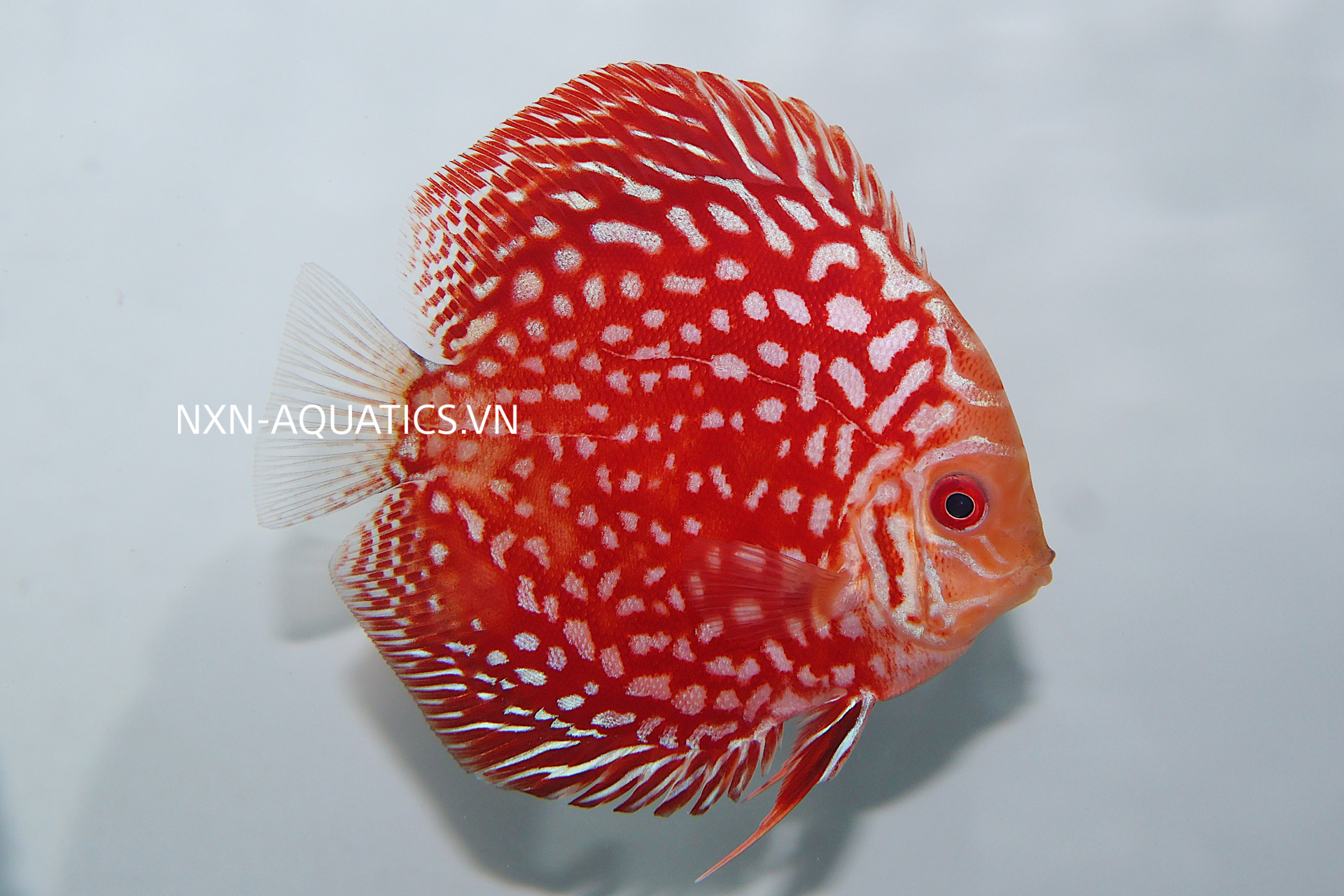 RED RAFFLESIA DISCUS - GRADE A
