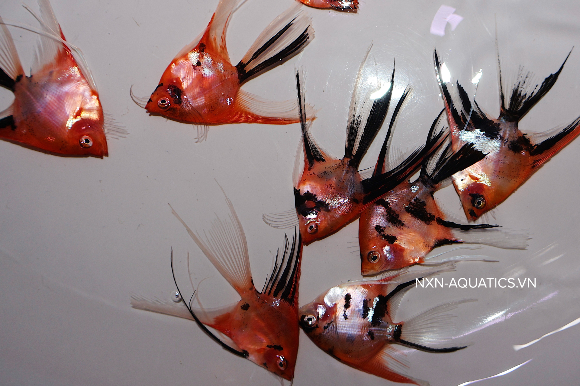 RED DEVIL LONGFIN ANGELFISH