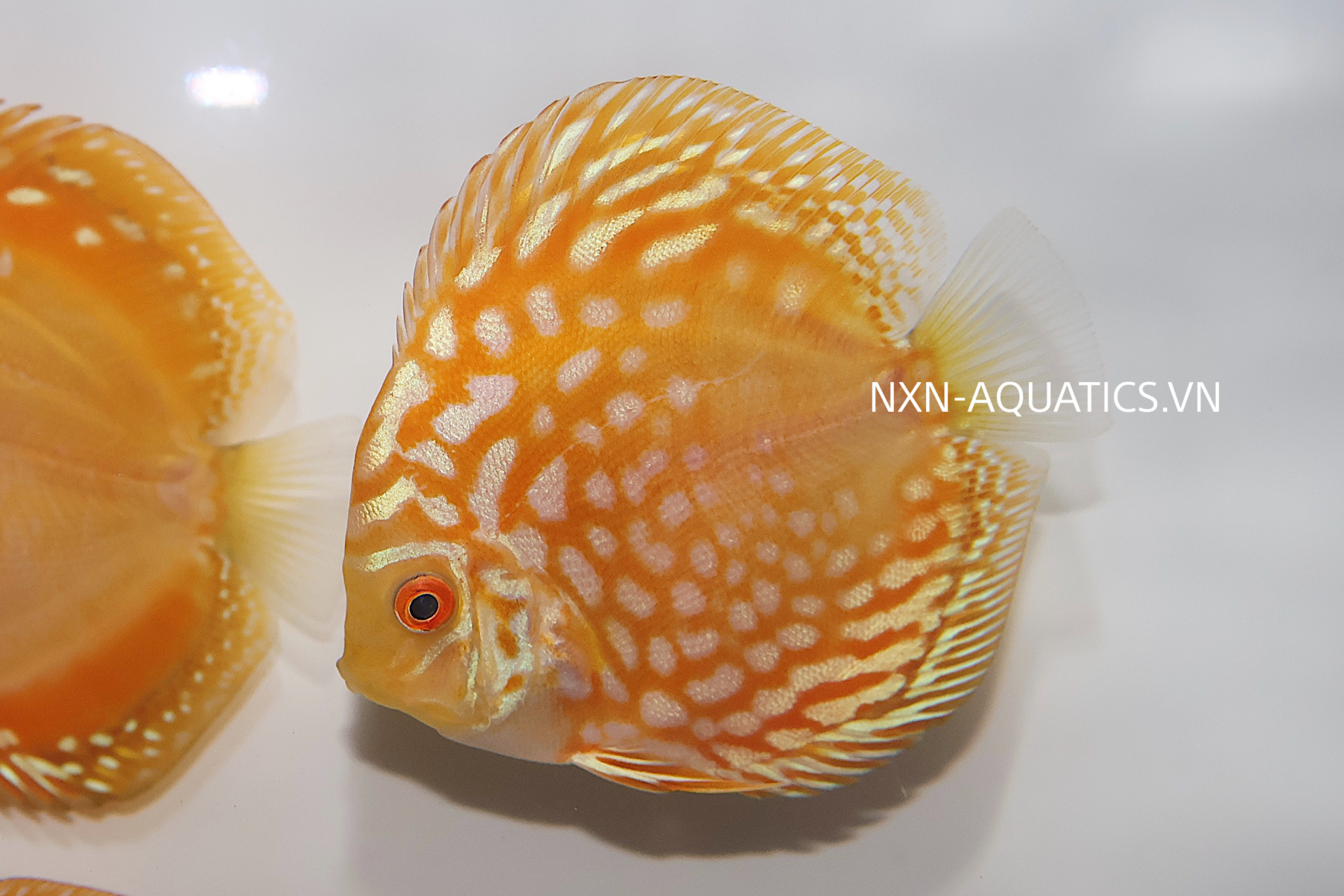 YELLOW PANDA DISCUS - GRADE A