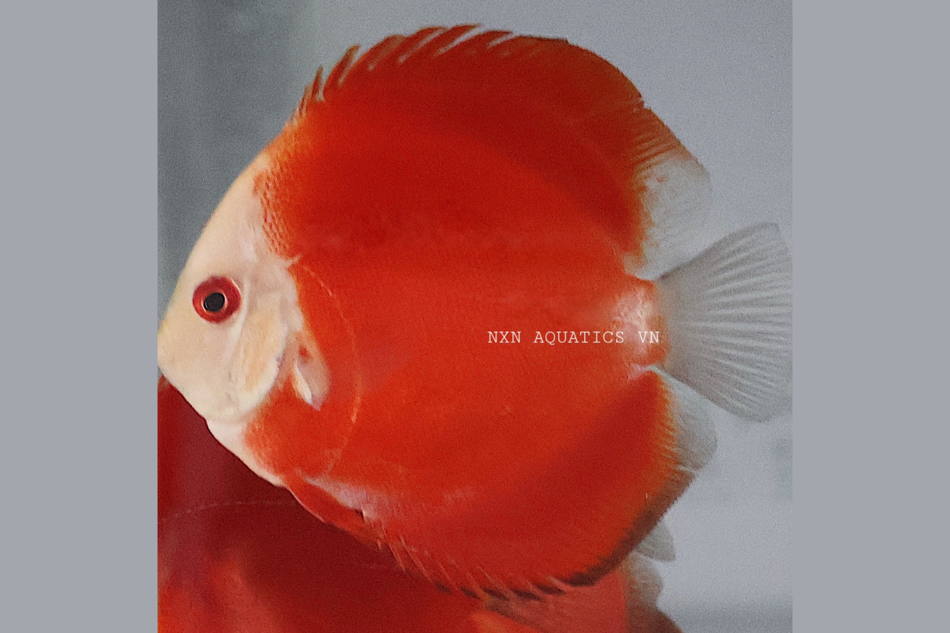 RED MELON DISCUS - GRADE B