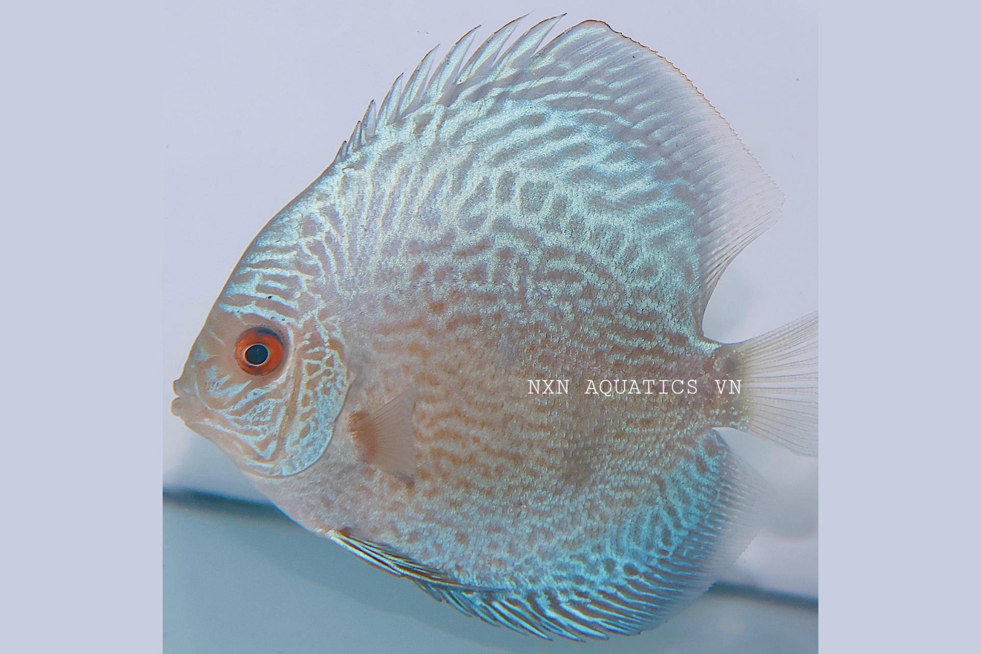 BLUE SNAKE SKIN DISCUS - GRADE B