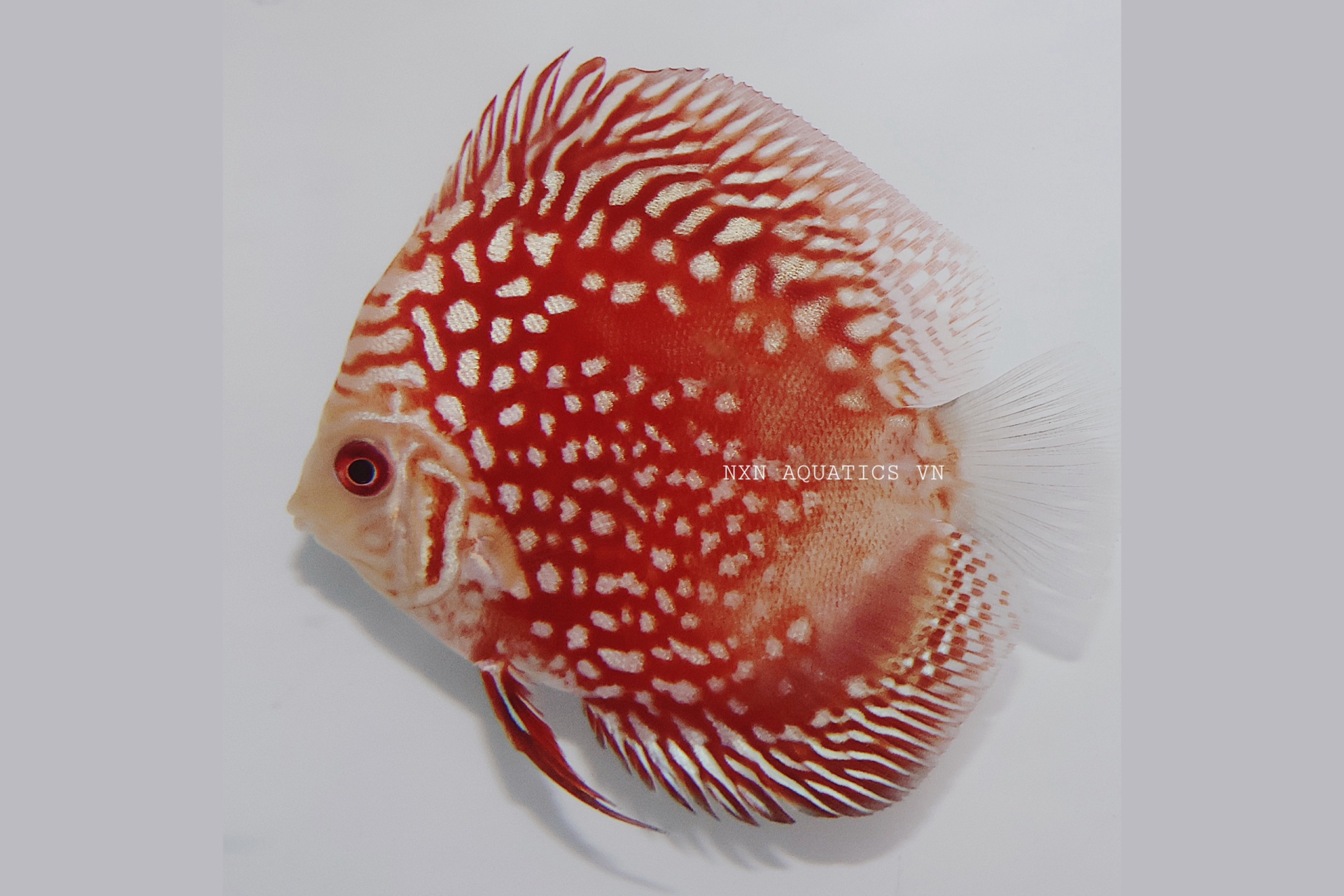 RED RAFFLESIA DISCUS - GRADE B