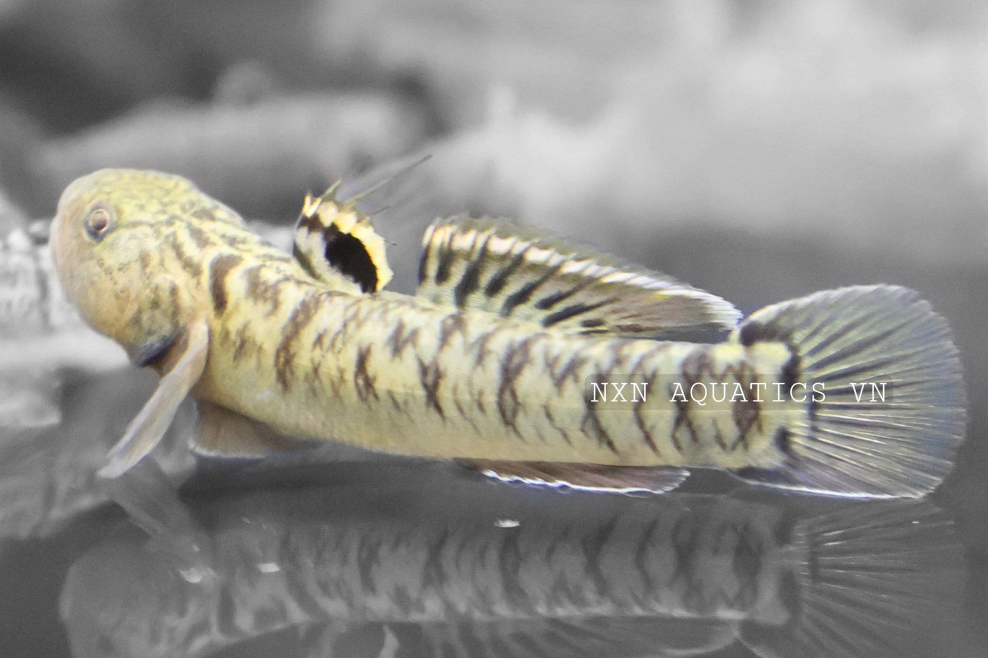 GOBY FISH