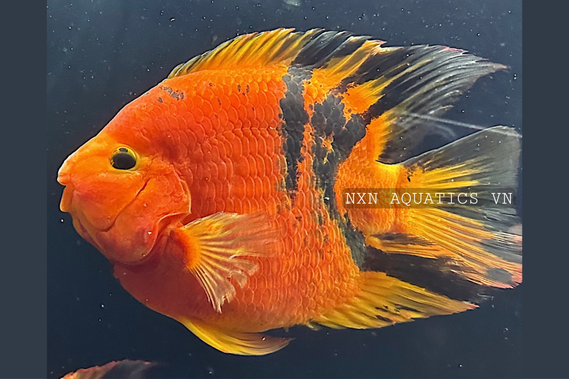 RED TIGER KINGKONG PARROT FISH