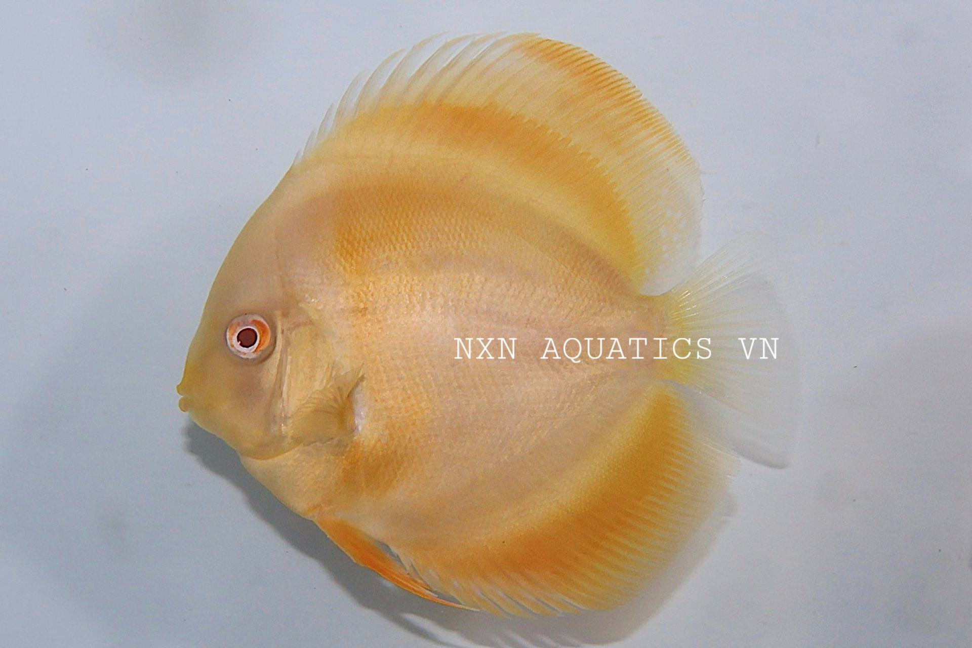 ALBINO YELLOW DISCUS