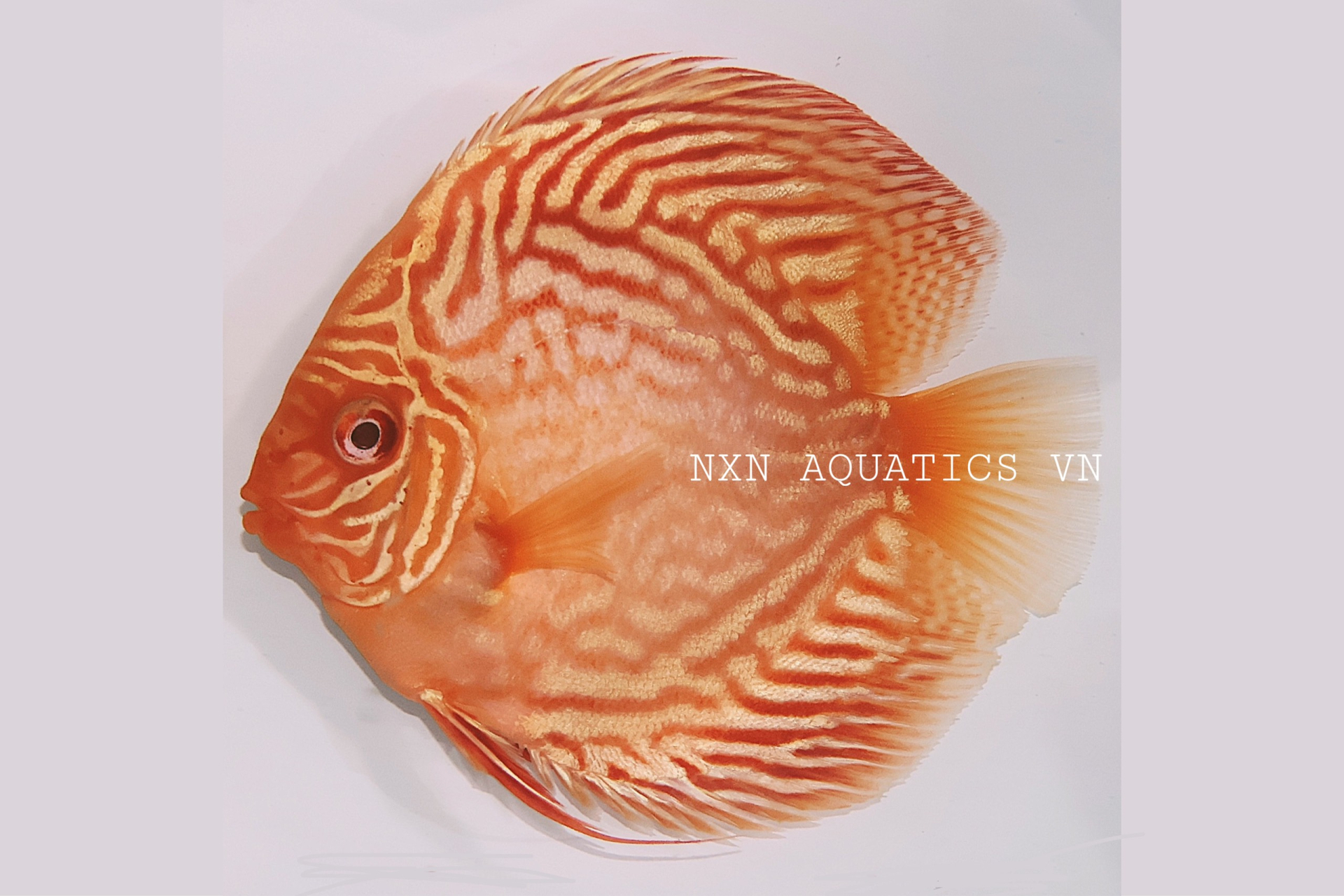 ALBINO RED PIGEON - DISCUS GRADE A