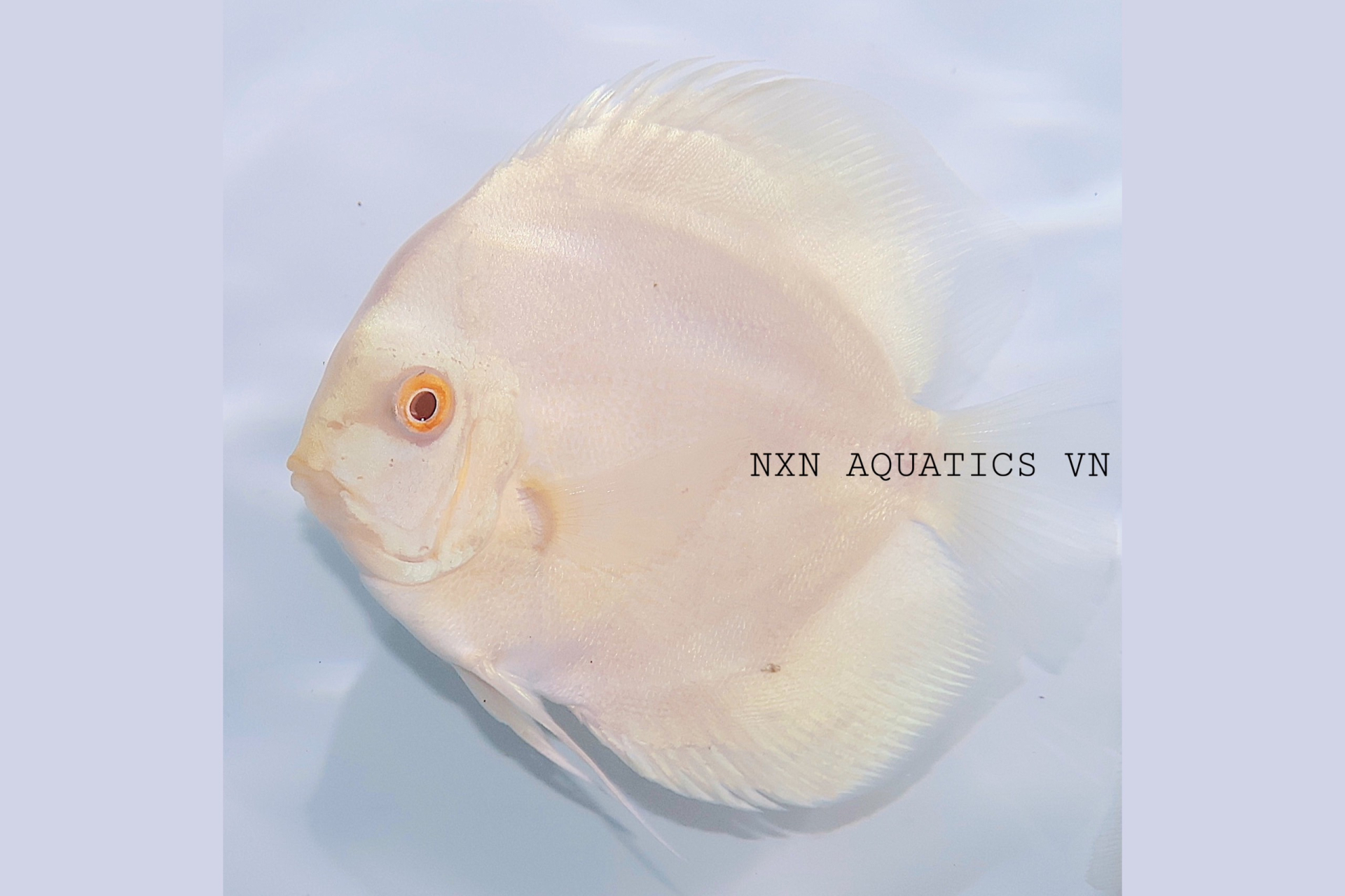 ALBINO BLUE DIAMOND - DISCUS GRADE A