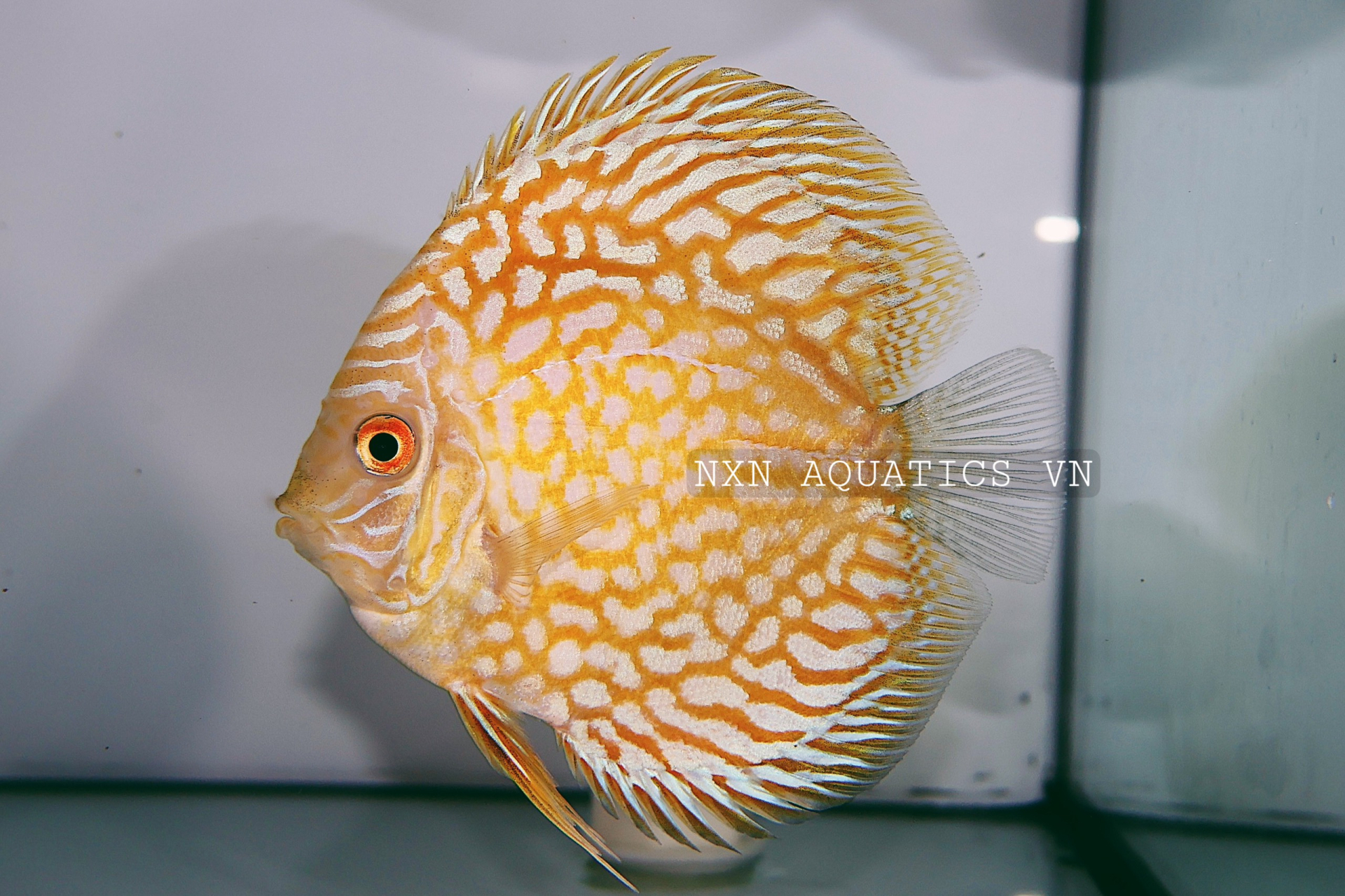 YELLOW RAFFLESIA DISCUS - GRADE A