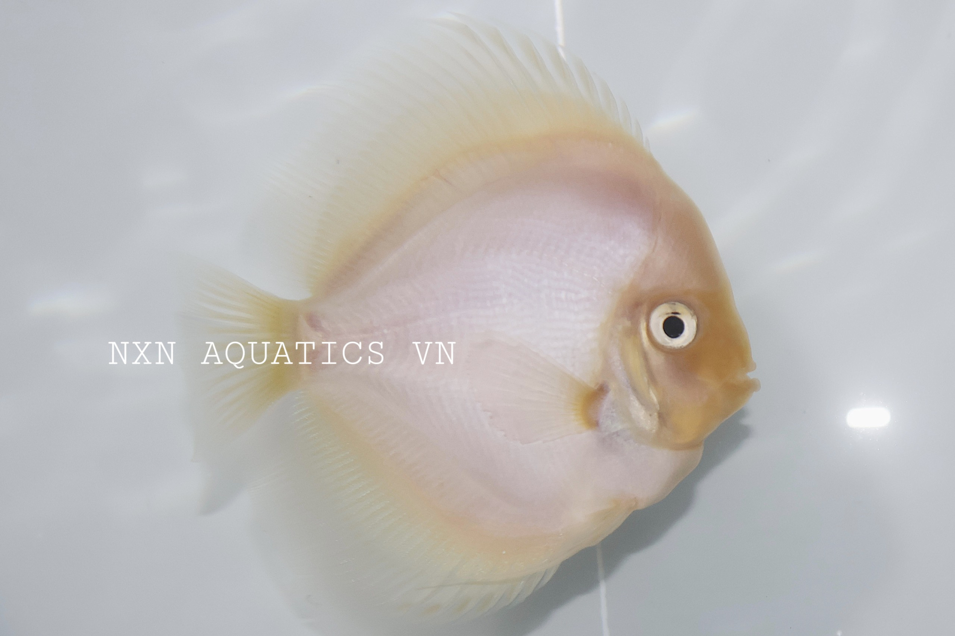 WHITE DIAMOND DISCUS - GRADE A