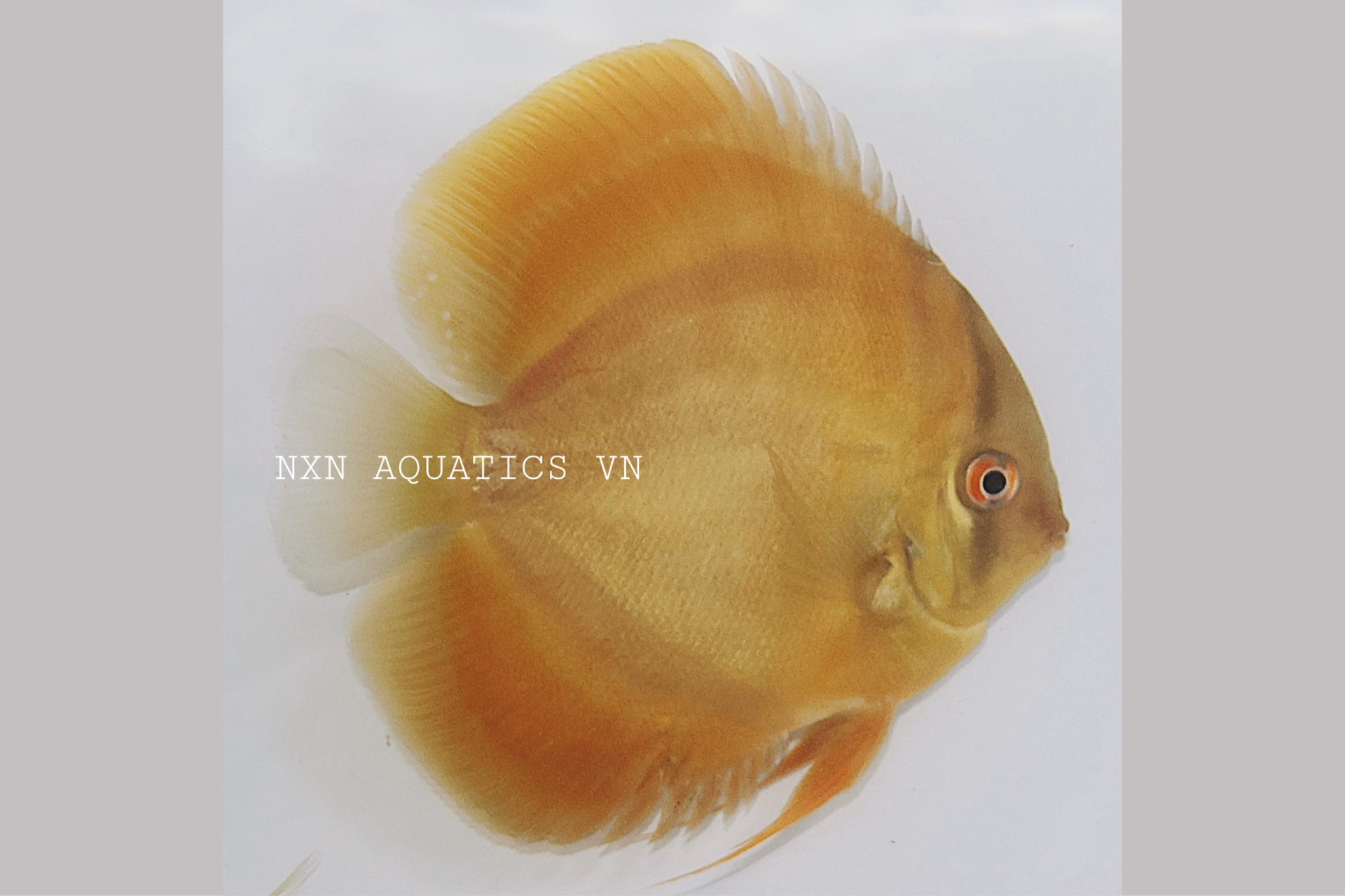 YELLOW ROSE - DISCUS GRADE A