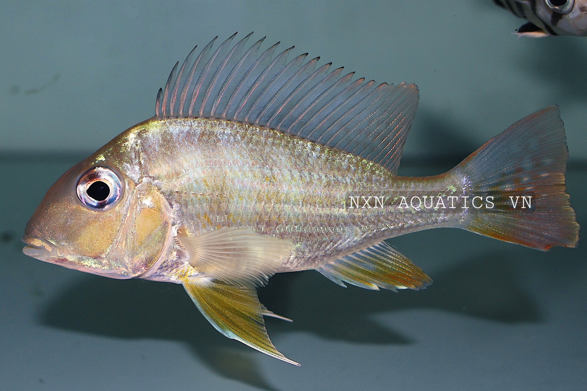 GEOPHAGUS SVENI CICHLID