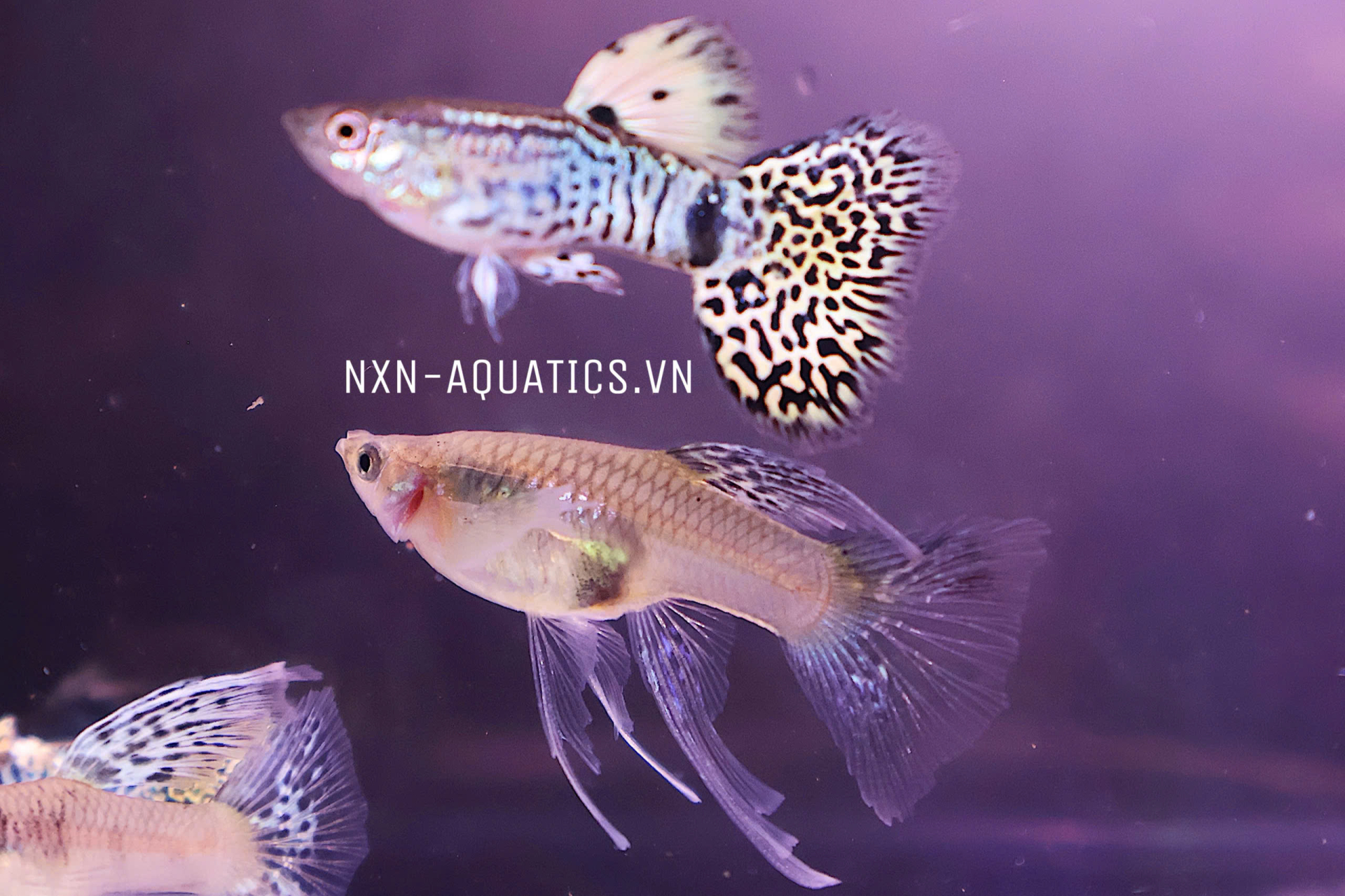 TIGER YELLOW KING COBRA RIBBON GUPPY