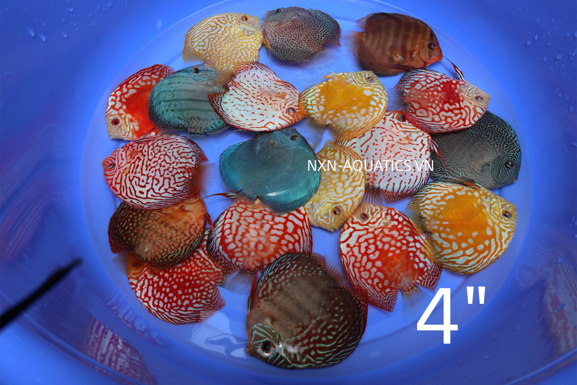 ASSORTED DISCUS A GRADE