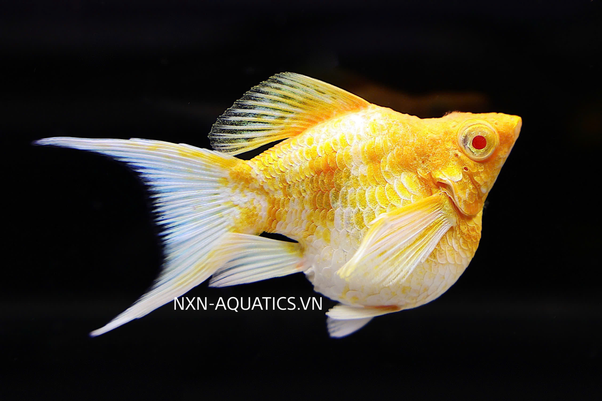MOLLY FISH