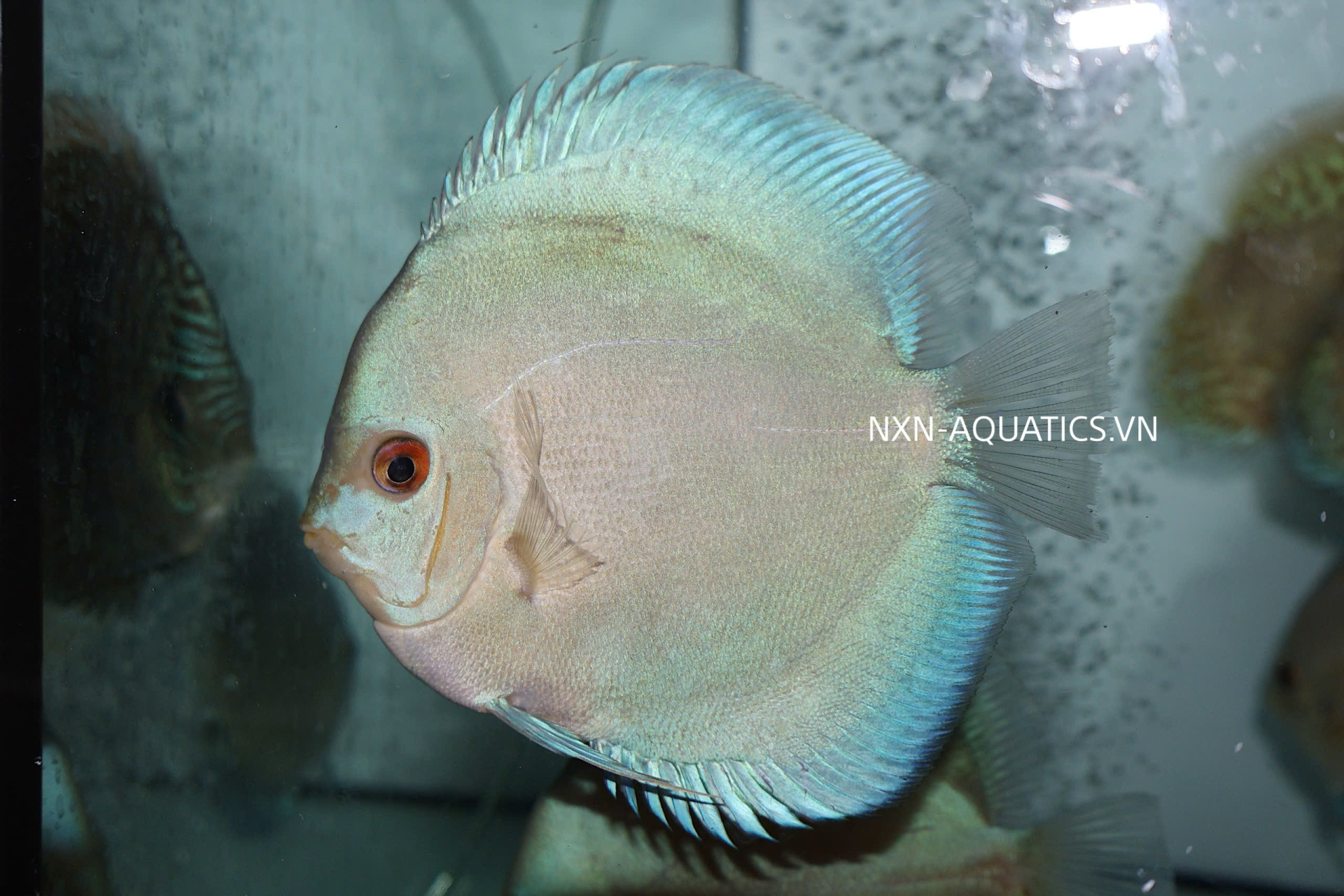 BLUE DIAMOND DISCUS - GRADE A