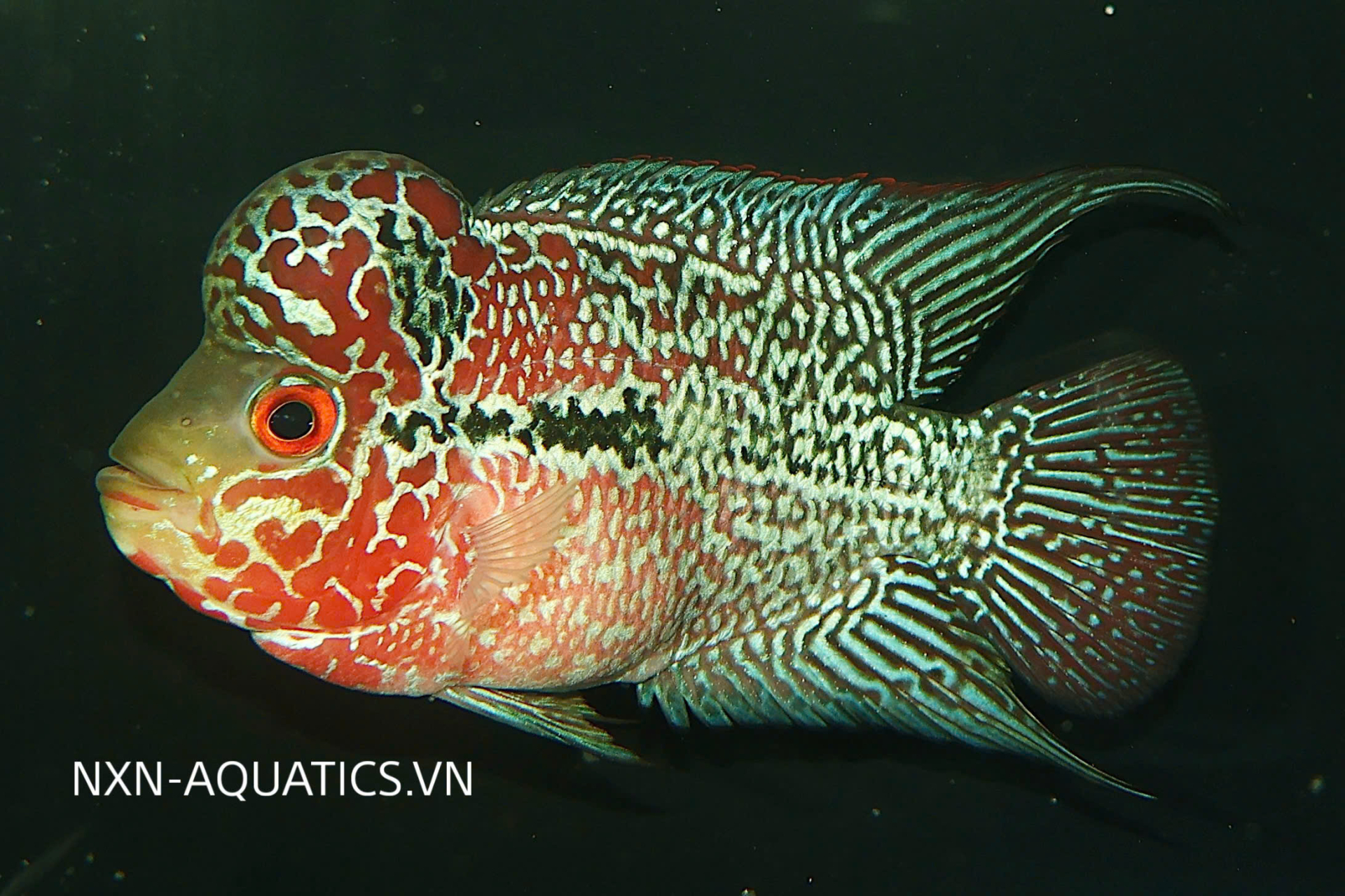 red-dragon-flowerhorn-fish