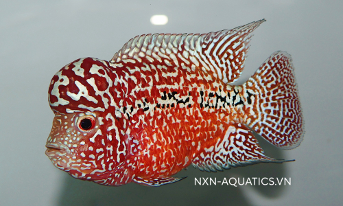 FLOWERHORN FISH
