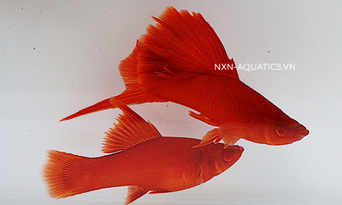 SWORDTAIL FISH