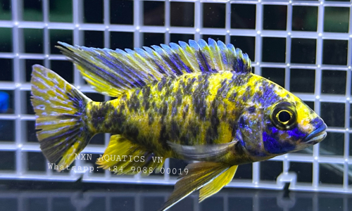 MALE MALAWI CICHLID FISH