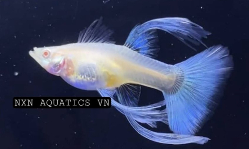 GUPPY FISH 