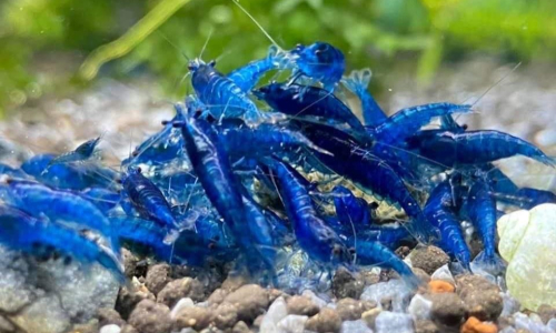 NEOCARIDINA SHRIMP