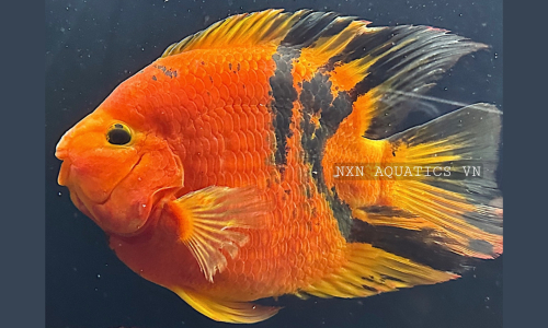 PARROT FISH