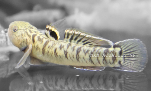 GOBY FISH