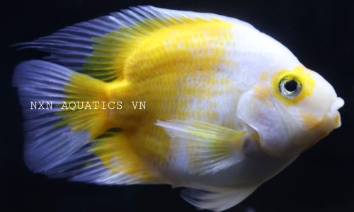 PARROT FISH