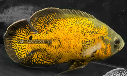OSCAR FISH