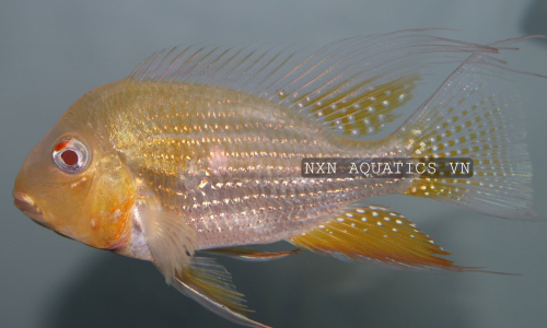 CICHLID FISH