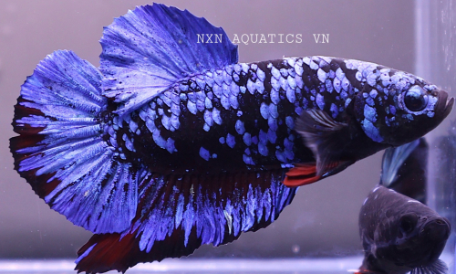 MALE BETTA