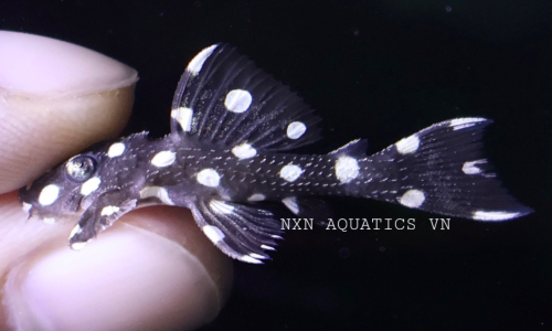 L NUMBER PLECO FISH