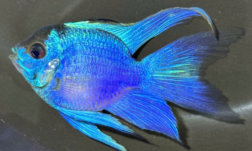 CICHLID FISH