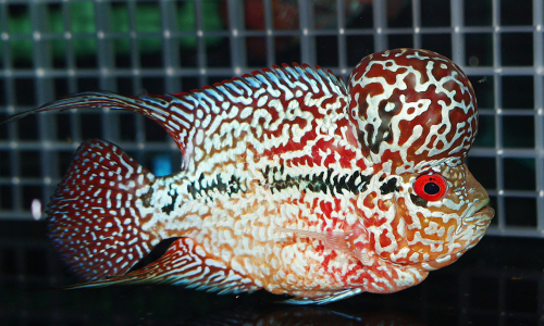 FLOWERHORN FISH
