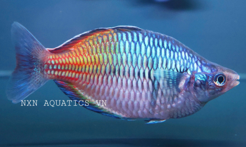 RAINBOW FISH