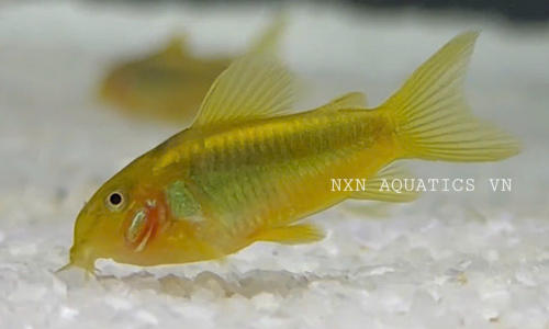 CORY CATFISH