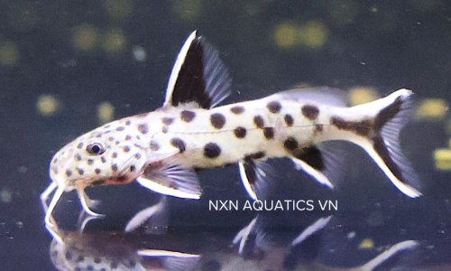 CATFISH