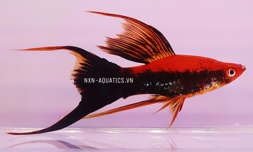 SWORDTAIL FISH