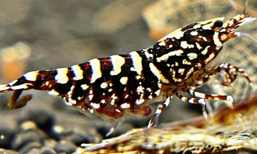 CARIDINA SHRIMP