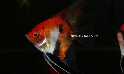 ANGELFISH