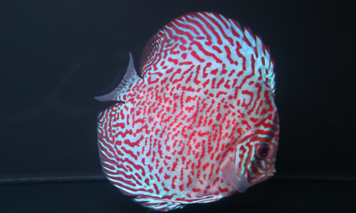 DISCUS FISH