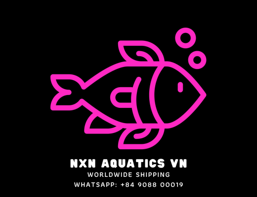WELCOME TO NXN AQUATICS VN