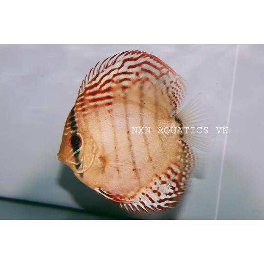 RED BROWN DISCUS - GRADE A