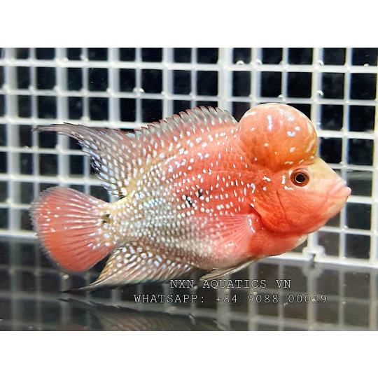 ZHEN ZHU FLOWERHORN FISH